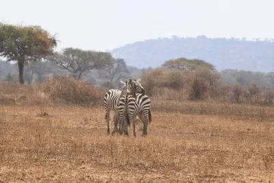 DSC_4049 (Large).JPG